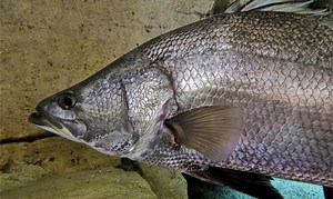 Nile Perch