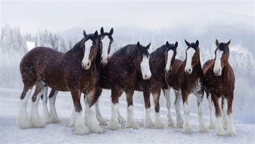 The Clydesdales are back! Budweiser teases new Super Bowl commercial