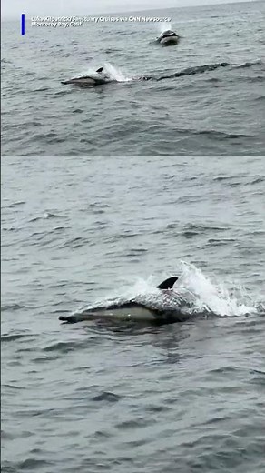 Whale watchers catch rare, dramatic orca hunt on video