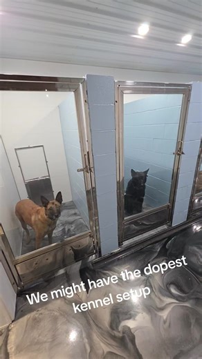 Building My Dream Dog Training Facility
