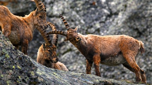 Three strong animals in their natural habitat