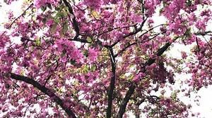 Apple Tree Red Color Spring Flowering Stock Footage Video (100% Royalty-free) 1052305942 | Shutterstock