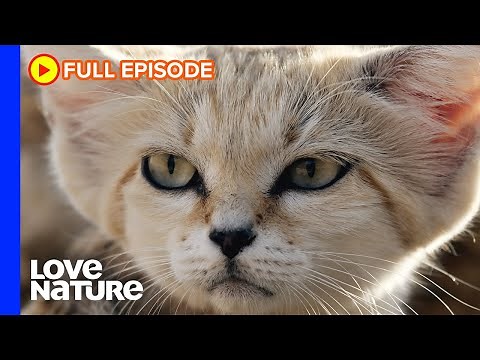 Life and Death in the Dunes | Sand Cats, Camels | Arabian Inferno Ep103