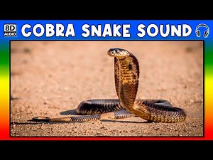 🐍 COBRA SNAKE SOUND - COBRA SNAKE SOUND EFFECT - SOUND OF COBRA SNAKE - NOISE OF COBRA SNAKE