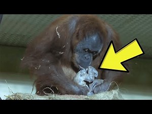 Cameras Captured An Orangutan Giving Birth For The First Time Then She Took Her Baby To The Keepers