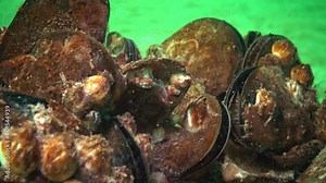 The small crustacean Balanus feeds on plankton. Mediterranean mussel (Mytilus galloprovincialis). Black Sea. Ukraine.