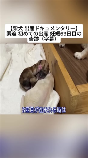 12_【柴犬 出産ドキュメンタリー】緊迫 初めての出産 妊娠63日目の奇跡（字幕）