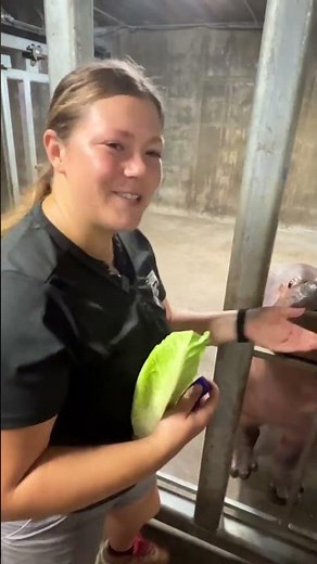 Hippo Fritz Training Session - Cincinnati Zoo #shorts