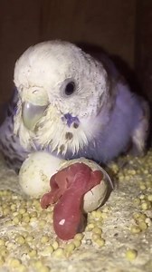 50K views · 438 reactions | Watch the hatching of an eggs | The Good Catch | Facebook