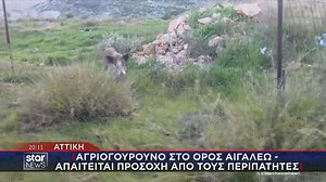 Αγριογούρουνο βρέθηκε στο όρος Αιγάλεω - Απαιτείται προσοχή από τους περιπατητές