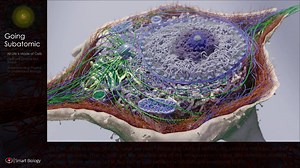 3D Animated Biology Courses 1-10