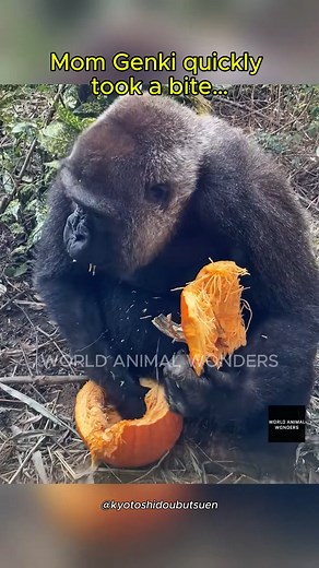 19K views · 1.3K reactions | We’re throwing it back to the Momotaro family’s unforgettable Halloween feast — full of big bites, sneaky moves and a heartwarming ending.  Relive the adorable pumpkin moments from Kyoto Zoo, and if you’re up for more gorilla-vs-pumpkin fun, watch the video here: https://youtu.be/ehRLsqWvHYg | World Animal Wonders | Facebook