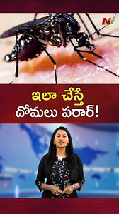 1.3M views · 13K reactions | ఇలా చేస్తే దోమలు పరార్.. #mosquito #MosquitoControl #mosquitorepellent #NTVTelugu | Ntv Telugu | Facebook