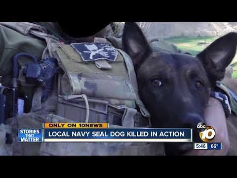 Local Navy SEAL dog killed in action