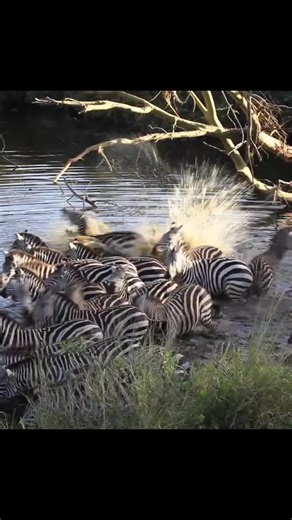 The zebras knew it was dangerous down there.#animals #zebra #wildlife #crocodile #predatory