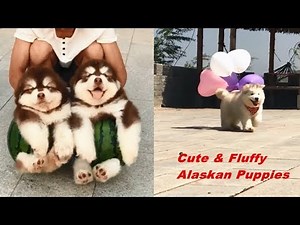 Cute & Fluffy Alaskan Malamute Puppies Dogs Running & Playing #1 CuteAnimalShare