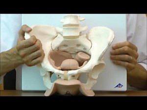 女性器・骨盤内臓を確認できる女性骨盤模型│L31