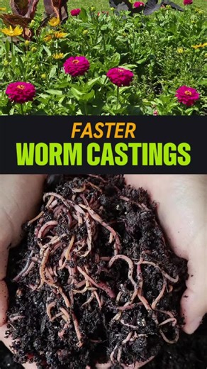 Make Worm Castings Faster: Tips for Faster Composting