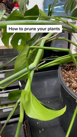 How to Properly Prune Your Plants for Healthy Growth