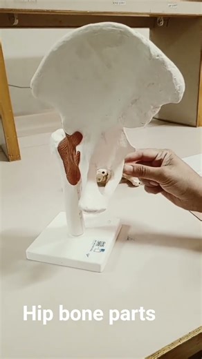 Hip bone parts #ilum #ischium #pubis #obturatorforamen #femur #pubicsymphsis