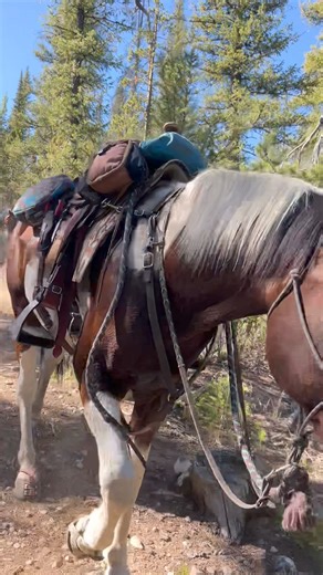 Mom walks these types of downhill terrain to spare Joker the hardship on his front legs. | Scout's Trail