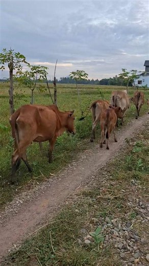 let's go home rombongan sapi lucu, cute cow #cow #funnycow #cowvideos