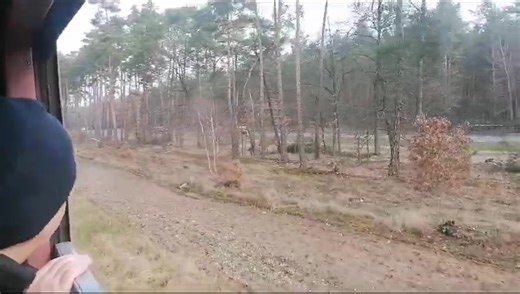 TORUŃSKA KOLEJ MIEJSKA 🚂. Poranny przejazd zabytkowym składem na trasie Toruń Główny - Olek 😍. Organizator: Kujawsko-Pomorskie Stowarzyszenie Rozwoju Transportu Publicznego Patronat: Prezydent Miasta Torunia 🎥 Agnieszka Bielecka | Toruń