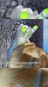 Le leucochloridium paradoxum #escargot #parasite | Innovence Lab