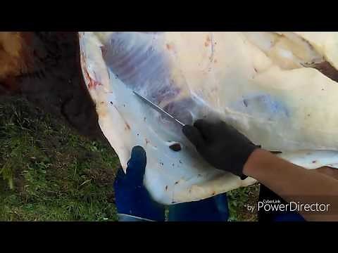 Mobile farm Slaughter of a Beef "In First Person"