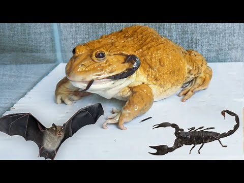 Asian Bullfrog Eating Bat And Scorpion! WARNING LIVE FEEDING