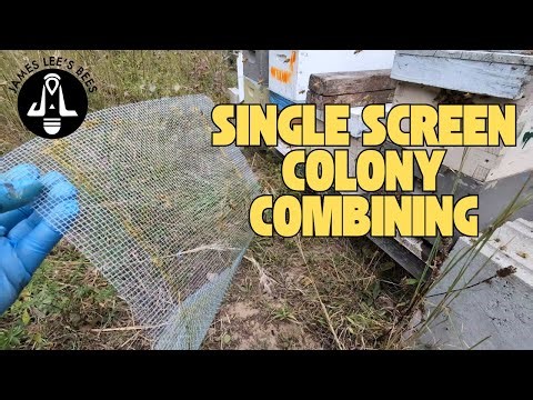 Trying the Single Screen Method to Combine Colonies… Here’s the Outcome