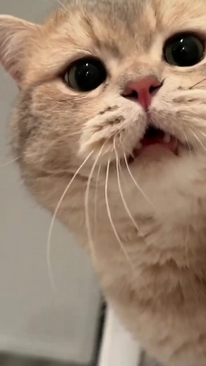 Cat Sounds and Videos Compilation