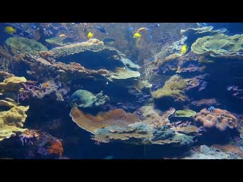🌊🐠 Relaxing Underwater World Sounds in 4K 🌊 | Ocean Ambience for 🧘‍♂️ Relaxation & Meditation 🐚