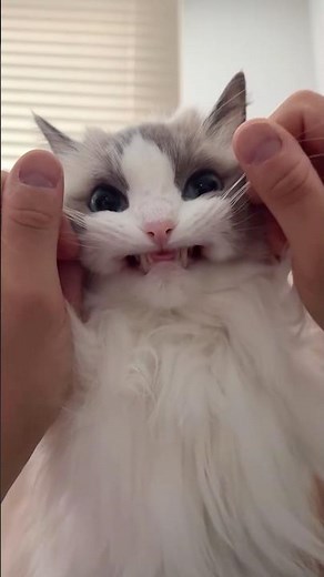 Impossible non ridere! 😍😹 | Compilation di Gatti Divertenti 2025