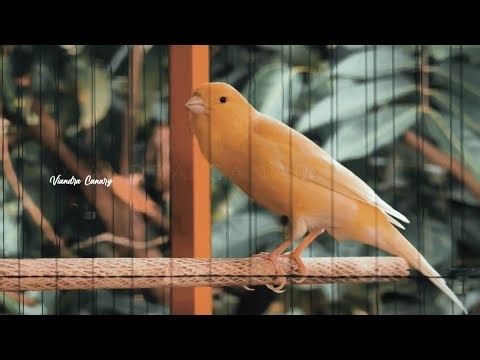DON'T BE SURPRISED! The sound of this canary is actually the most effective way to make it sing!