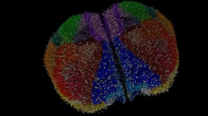 Supercomputer Fugaku Mouse Cortex Simulation