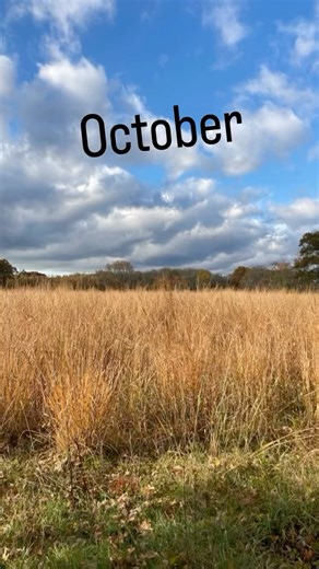 Rhode Island DEM Division of Fish & Wildlife on Instagram: "From burn to bloom 🔥🌾 Watch the Great Neck Road field in the Great Swamp Management Area burst back to life with fresh, green growth after a 9-acre prescribed burn last March. Why we burned: · Healthier grasslands · Better habitat for pollinators and New England cottontails · Fewer nonnative grasses · Fewer invasive shrubs like Russian and autumn olive Beyond improving habitat and biodiversity, every prescribed burn reduces hazardous 