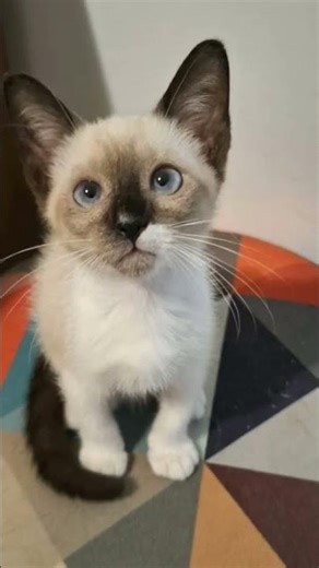 female snowshoe Siamese available for adoption