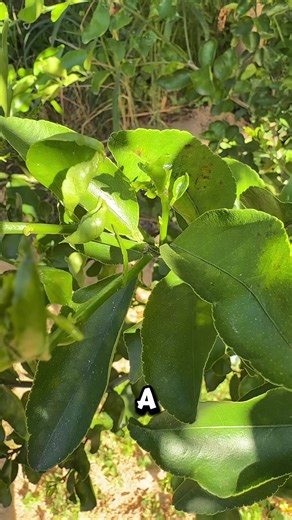 Les presento a Diaphorina Citri! Vector del HLB de los cítricos ! #diaphorina #plagas #hlb #citricos #citricultura