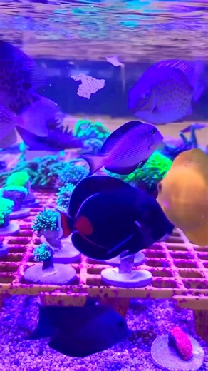 Marine Fish Collection 🌊🐠 | Saltwater Aquarium Showcase🐟🐠❤️#aquarium #fish