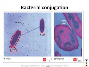 Gene transfer mechanisms of bacteria (transformation, transduction, and conjugation)