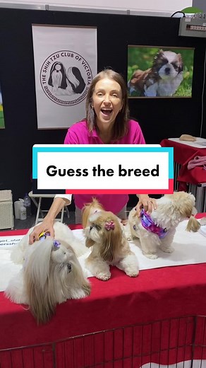 Discover the Beauty of Shih Tzus: Little Lion Dogs