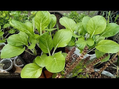 Efficient Way of Growing Pechay (Petsay) at Home