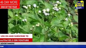 182K views · 6.7K reactions | POWERFUL VIDEO: PLUG SEVEN (7 ) "YAA KANKAN LEAF", PLACE IT IN A BOOK - MENTION YOUR NAME SEVEN TIMES AT 11:00AM TO COMMAND YOUR SUCCESS - REVEALED BY KWAME ADINKRA WITH EVENGELIST KWASI AMAGYEI ON ADOM MMRE | NO. 1 FM 105.3 | Facebook