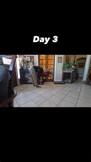 Day 3 of Puppy 101 with 8 week old Mini Bernedoodle from @platinumbernedoodlesoftexas with Skyler at @pawformancedogs #minibernedoodle #puppytraining #dogtraining #dogtrainingtips #minibernedoodlepuppy | Platinum Bernedoodles of Texas