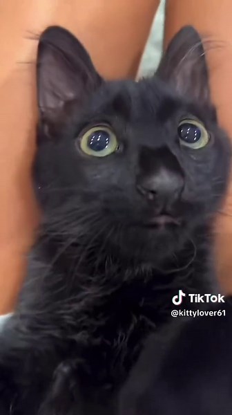 cole face reveal #catmeme #elgato #cats #memes #funny #catsoftiktok