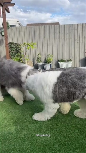Old English Sheepdog | Old English Sheepdog