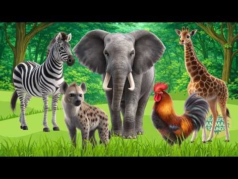Amazing Animal Sounds: Zebra, Elephant, Giafe, Hyena, Rooster,...– Discover Animals