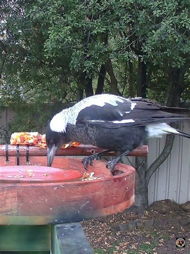 Clever Magpie Plays With Its Food 👀