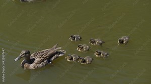 This slow motion video shows a group of baby ducks swimming behind their mother, with one straggler baby duck falling behind and then catching back up.